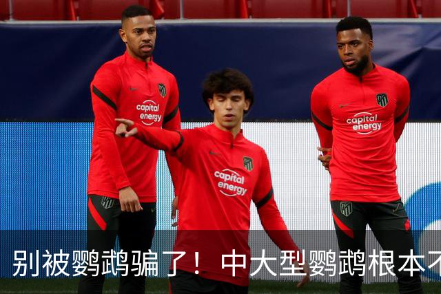 别被鹦鹉骗了！中大型鹦鹉根本不是宠物，是会飞的野生猛禽！